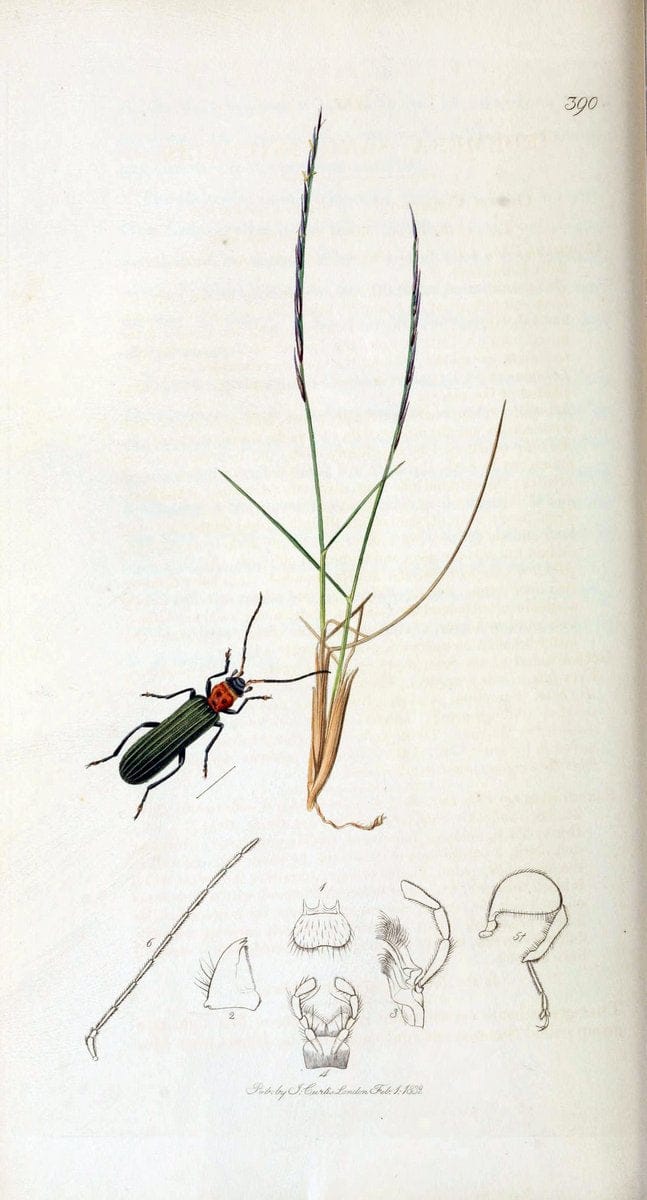 British entomology. v.2London,Printed for the author,1823-40. |  | Vintage Print Reproduction 464035
