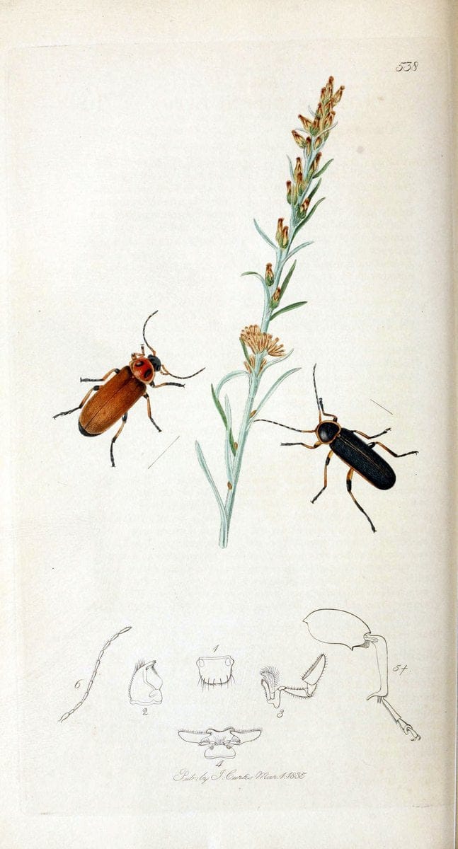 British entomology. v.2London,Printed for the author,1823-40. |  | Vintage Print Reproduction 464036