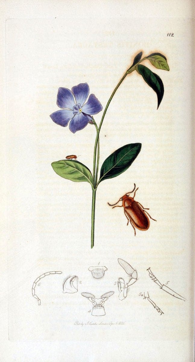 British entomology. v.2London,Printed for the author,1823-40. |  | Vintage Print Reproduction 464037