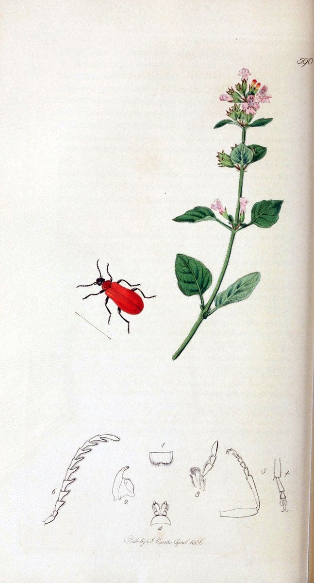 British entomology. v.2London,Printed for the author,1823-40. |  | Vintage Print Reproduction 464038