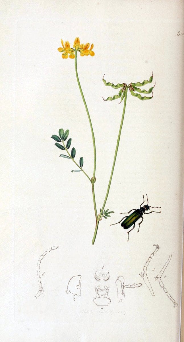 British entomology. v.2London,Printed for the author,1823-40. |  | Vintage Print Reproduction 464041