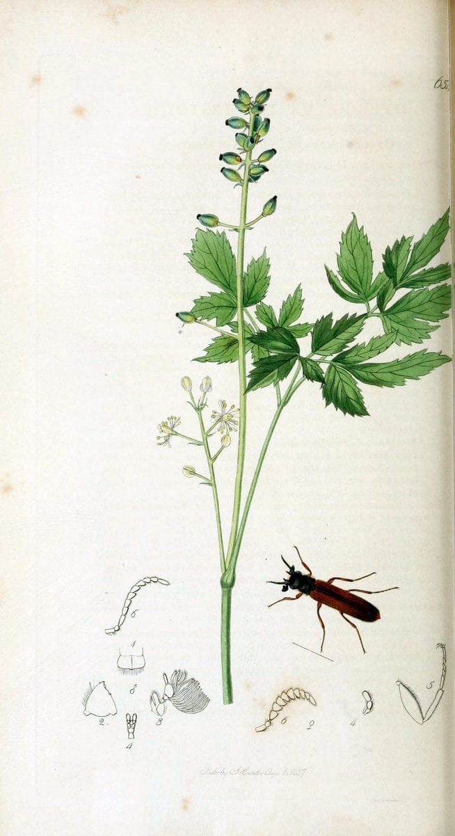 British entomology. v.2London,Printed for the author,1823-40. |  | Vintage Print Reproduction 464043