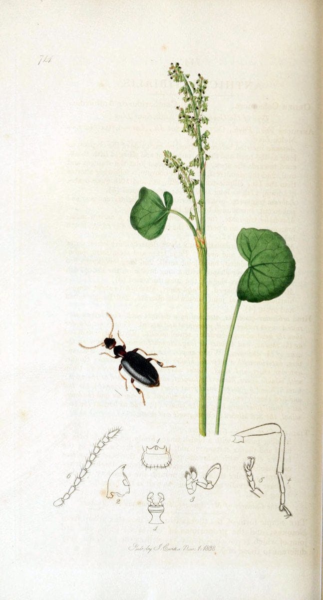 British entomology. v.2London,Printed for the author,1823-40. |  | Vintage Print Reproduction 464044