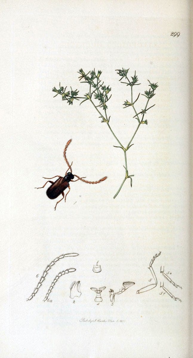 British entomology. v.2London,Printed for the author,1823-40. |  | Vintage Print Reproduction 464045