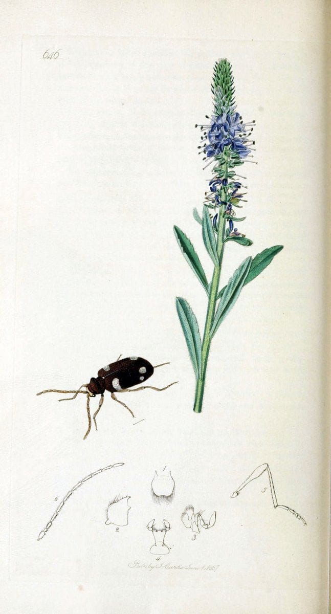 British entomology. v.2London,Printed for the author,1823-40. |  | Vintage Print Reproduction 464046