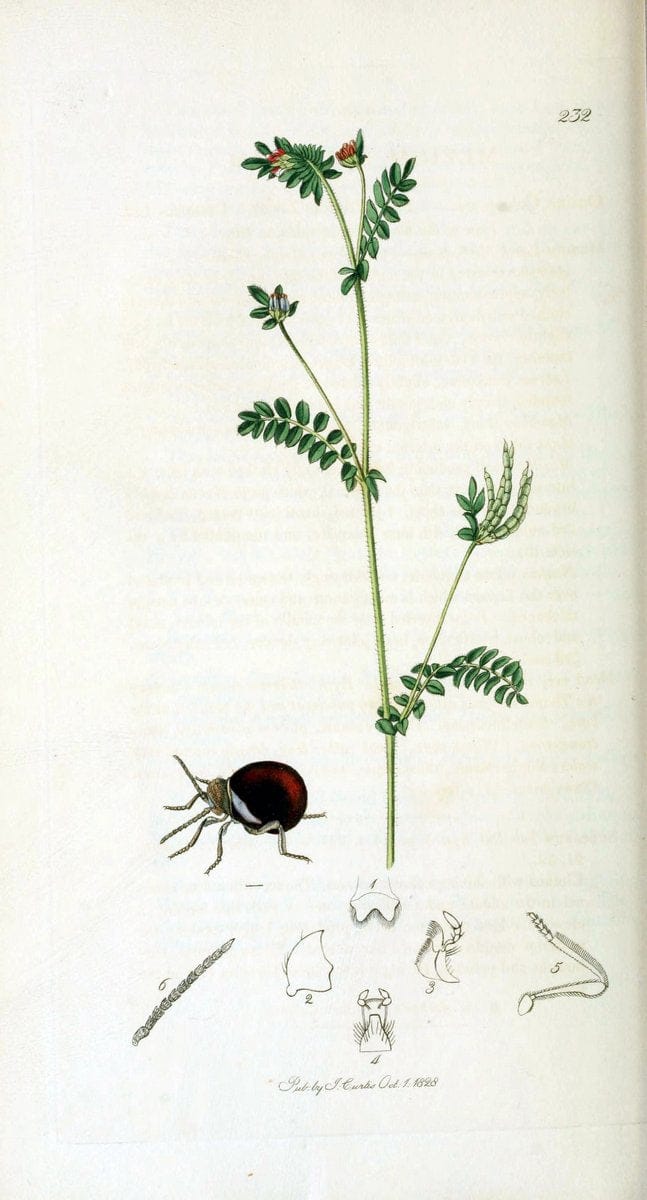 British entomology. v.2London,Printed for the author,1823-40. |  | Vintage Print Reproduction 464047