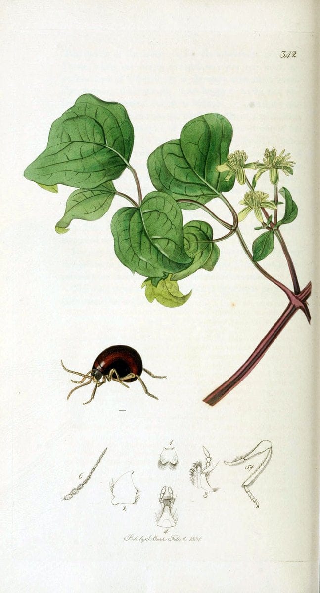British entomology. v.2London,Printed for the author,1823-40. |  | Vintage Print Reproduction 464048