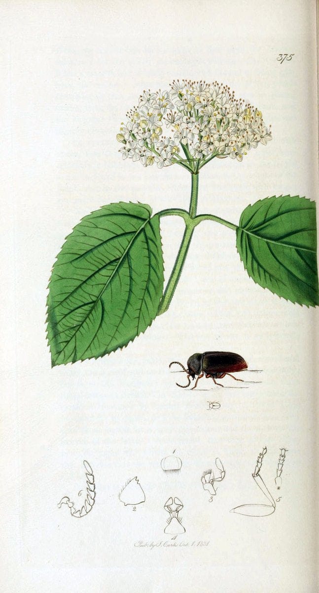 British entomology. v.2London,Printed for the author,1823-40. |  | Vintage Print Reproduction 464049