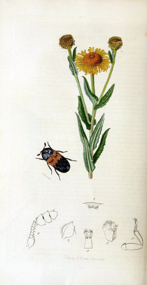 British entomology. v.2London,Printed for the author,1823-40. |  | Vintage Print Reproduction 464052