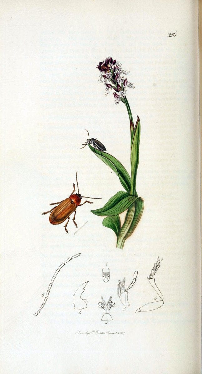 British entomology. v.2London,Printed for the author,1823-40. |  | Vintage Print Reproduction 464068