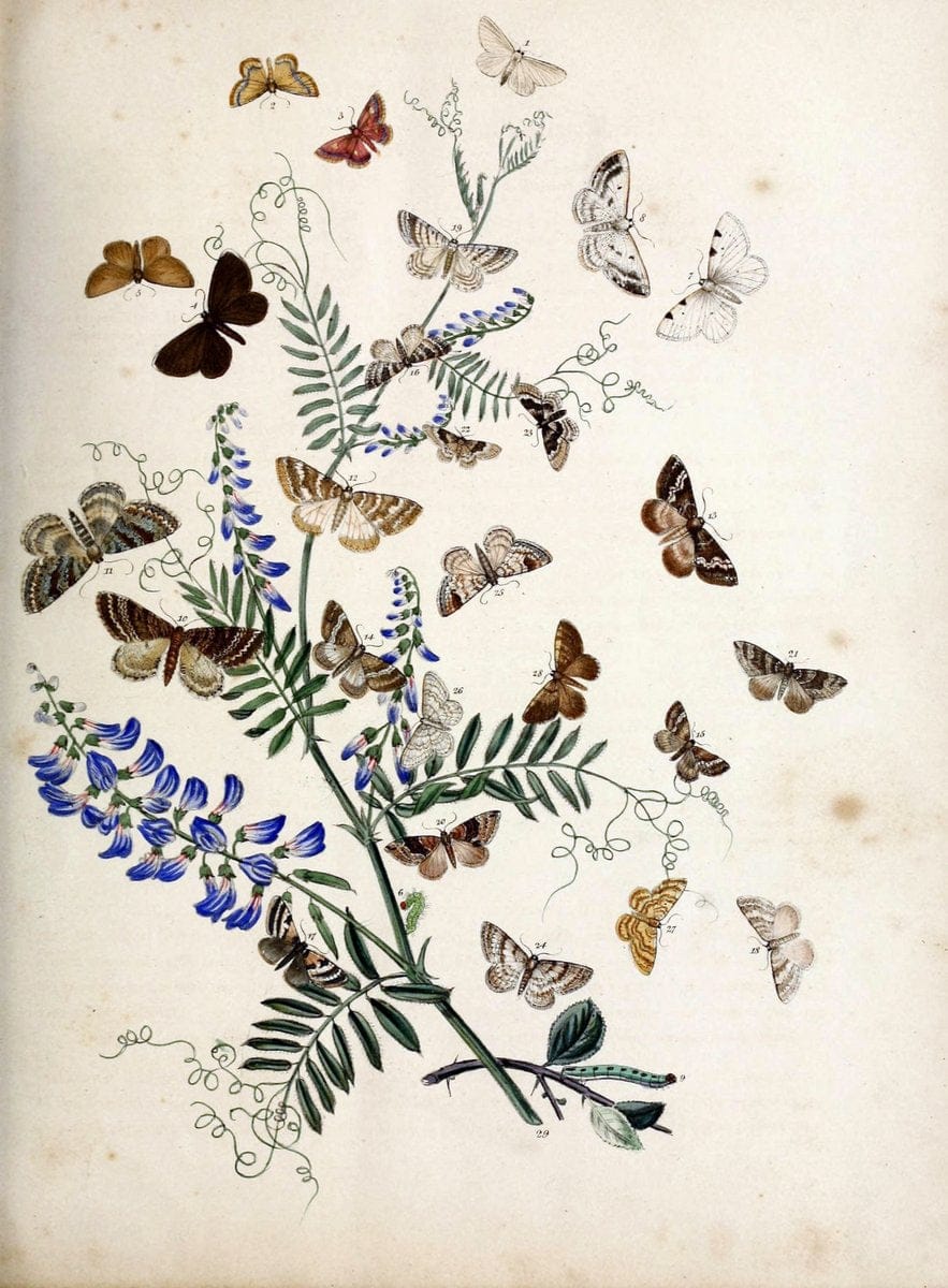 British moths and their transformations. London :W. Smith,1843-45.  | "Great Britain" Moths "University of Illinois Urbana Champaign" | Vintage Print Reproduction 464364