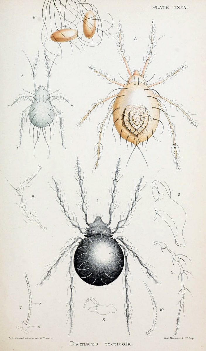 British OribatidÃ¦ /.London :The Ray Society,1884-1888.  | Arachnida "Great Britain" Mites Oribatidae  | Vintage Print Reproduction 464489