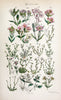 British wild flowers. London,J. Van Voorst,1876.  | "Great Britain" Plants "Wild flowers"  | Vintage Print Reproduction 465221