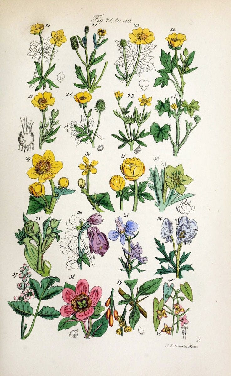 British wild flowers. London,J. Van Voorst,1876.  | "Great Britain" Plants "Wild flowers"  | Vintage Print Reproduction 465234