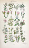 British wild flowers. London,J. Van Voorst,1876.  | "Great Britain" Plants "Wild flowers"  | Vintage Print Reproduction 465241