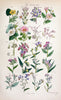 British wild flowers..London,J. Van Voorst,1876.. |  | Vintage Print Reproduction 465263