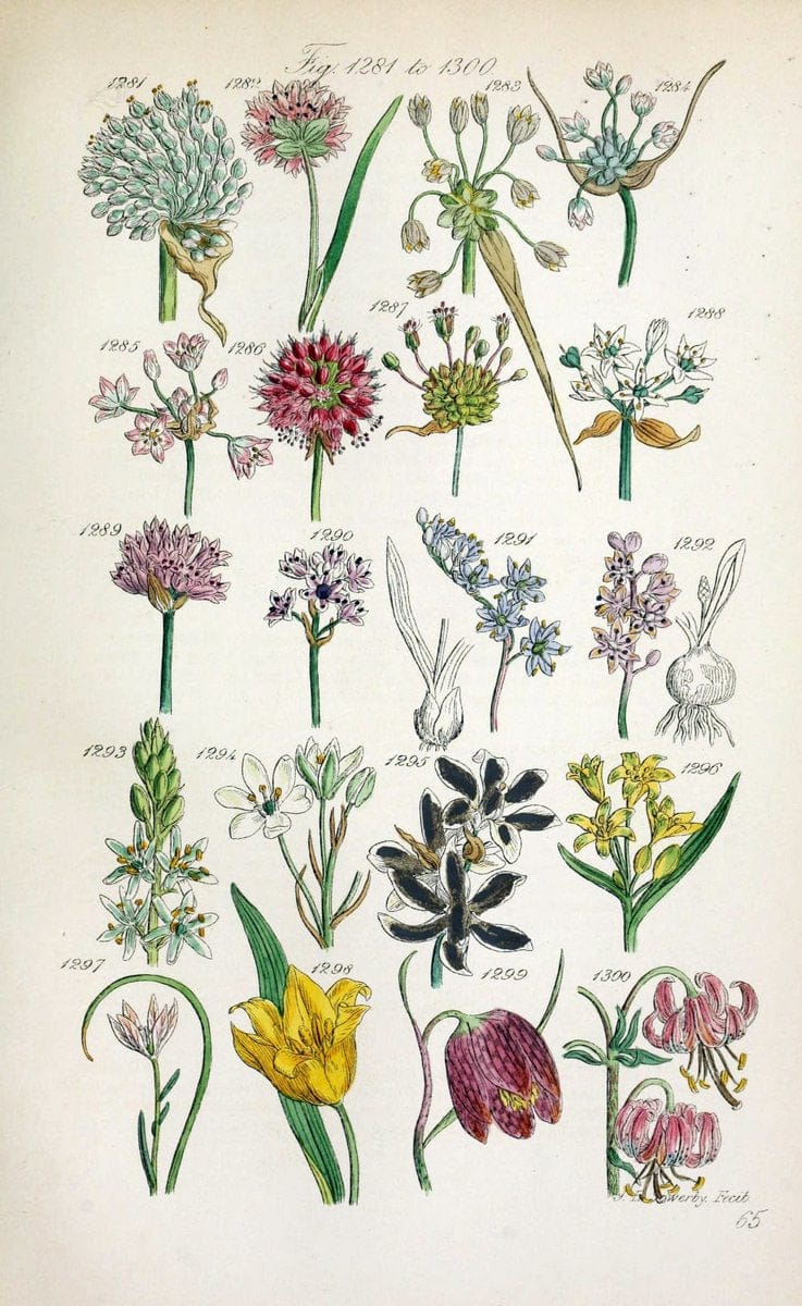 British wild flowers..London,J. Van Voorst,1876.. |  | Vintage Print Reproduction 465286