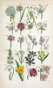 British wild flowers..London,J. Van Voorst,1876.. |  | Vintage Print Reproduction 465286