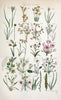 British wild flowers..London,J. Van Voorst,1876.. |  | Vintage Print Reproduction 465288