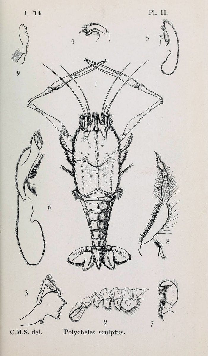 Decapoda reptantia of the coasts of Ireland. London,1914-21.  | "Decapoda (Crustacea)" | Vintage Print Reproduction 467520