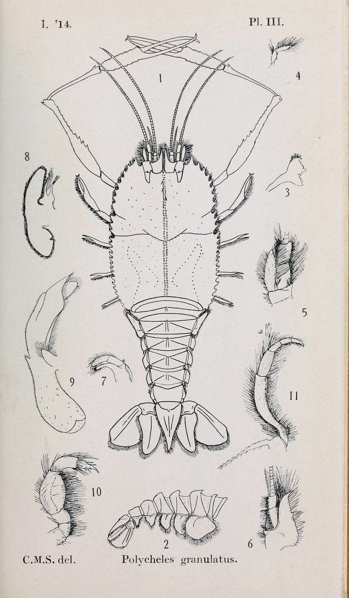 Decapoda reptantia of the coasts of Ireland. London,1914-21.  | "Decapoda (Crustacea)" | Vintage Print Reproduction 467521