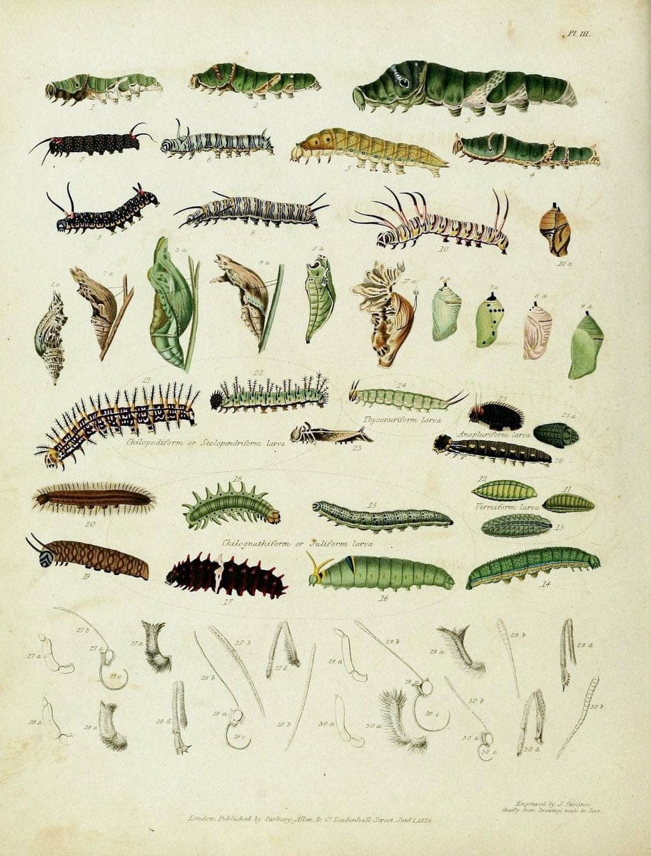 Descriptive catalogue of the lepidopterous insects contained in the Mu ...