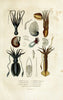 Dictionnaire classique des sciences naturelles :.Brussels :Meline, Cans et Ce.,1853.  | Dictionaries "Natural history"  | Vintage Print Reproduction 469303