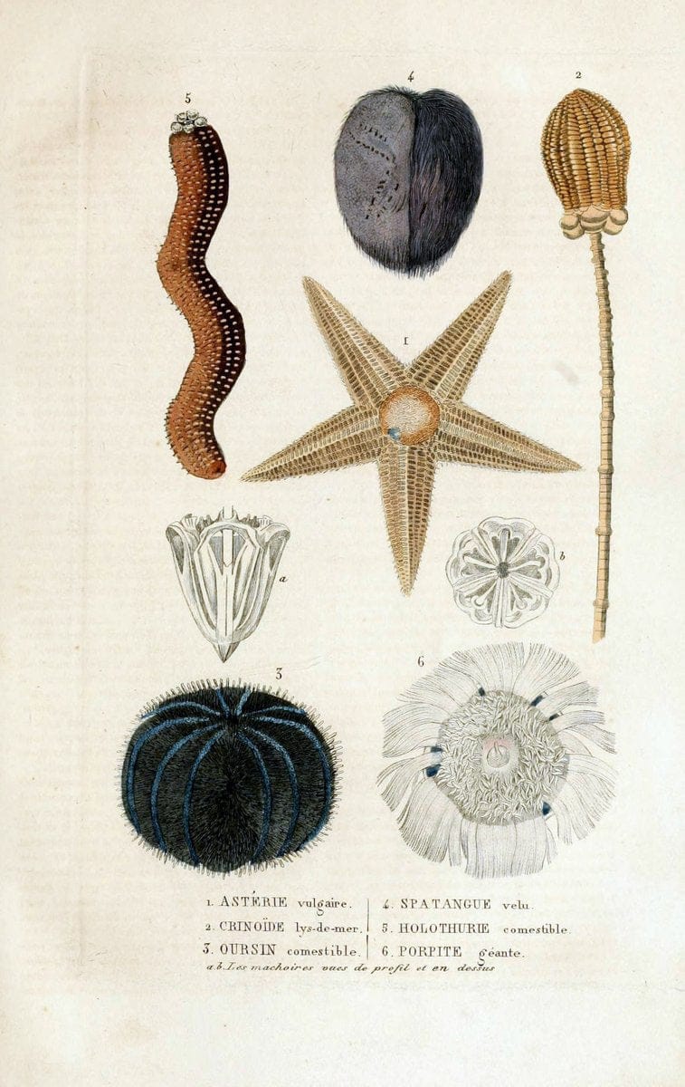 Dictionnaire classique des sciences naturelles :.Brussels :Meline, Cans et Ce.,1853.  | Dictionaries "Natural history"  | Vintage Print Reproduction 469308
