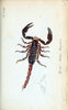 Die Arachniden :.NÃ¼rnberg :In der C. H. Zeh'schen Buchhandlung,1831-1848.. |  | Vintage Print Reproduction 470842