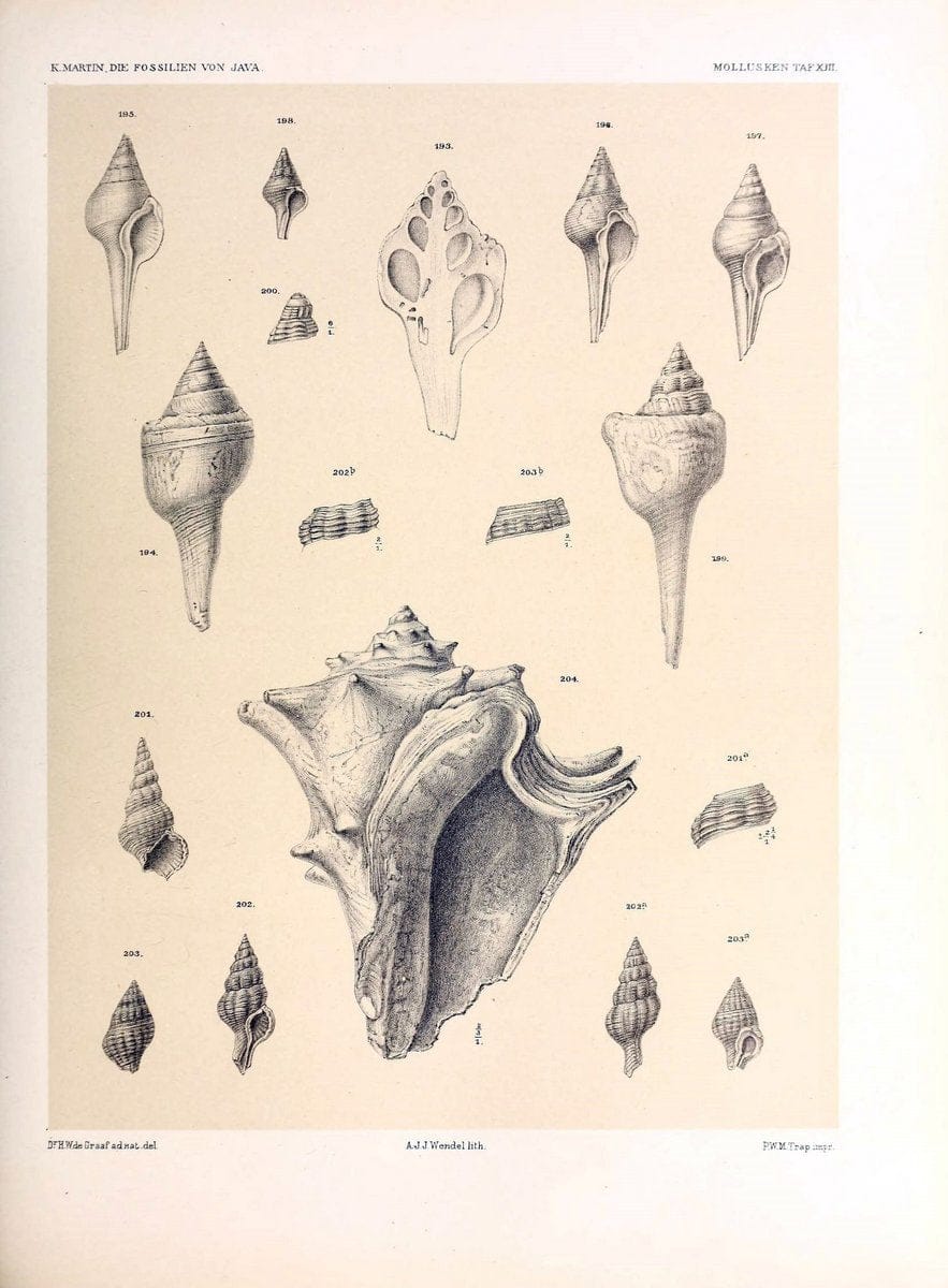 Die fossilien von Java.Leiden,Buchhandlung und druckerei vormals E.J