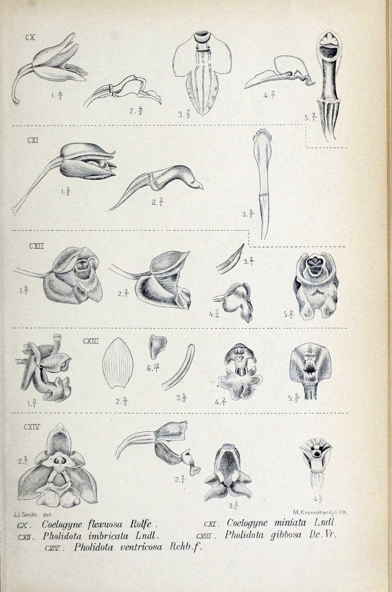 Die orchideen von Java /.Leiden :E. J. Brill,1905-1914. | Indonesia Ja ...