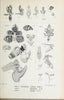 Die orchideen von Java /.Leiden :E. J. Brill,1905-1914.  | Indonesia Java Orchids | Vintage Print Reproduction 472209
