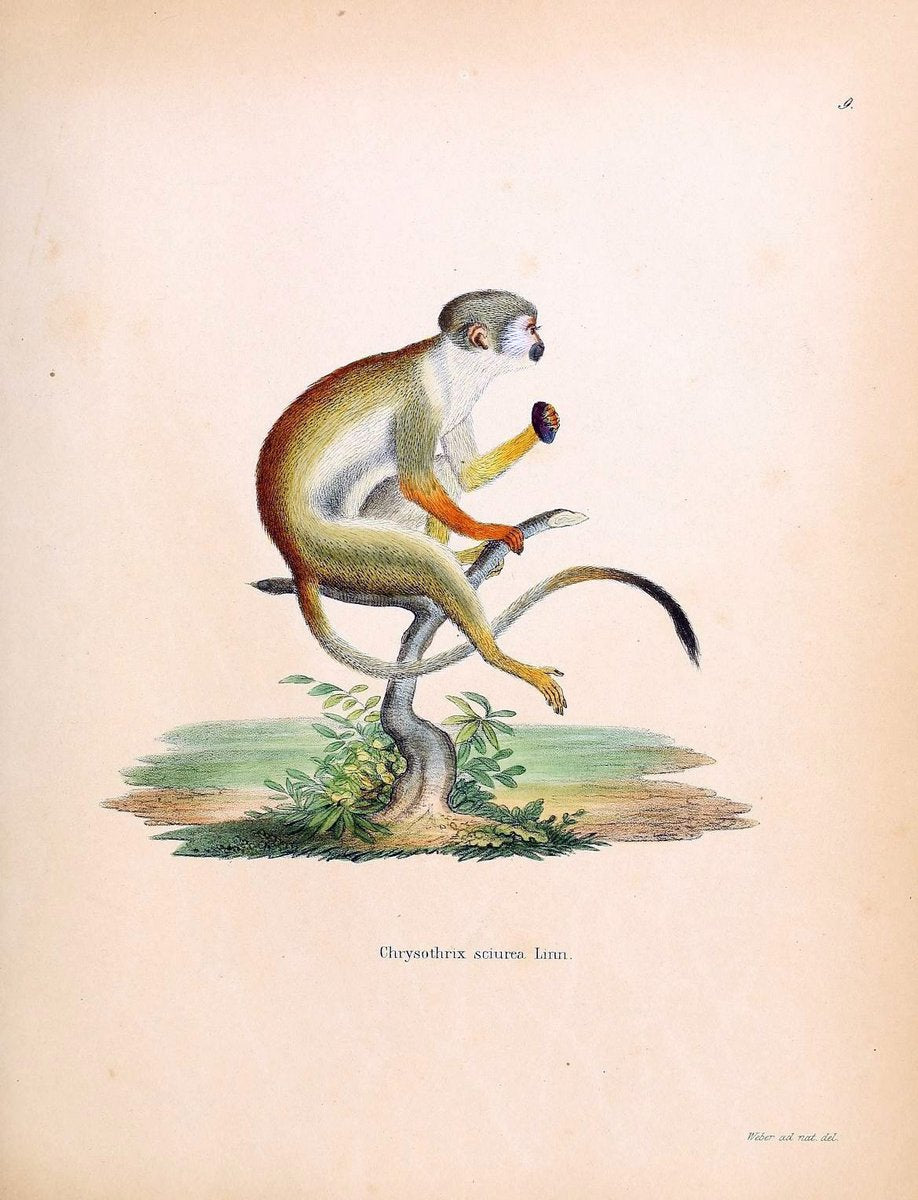 Die SÃ¤ugthiere in Abbildungen nach der Natur /.Erlangen :Expedition des Schreber'schen s | Mammals "Pictorial works"  | Vintage Print Reproduction 472839