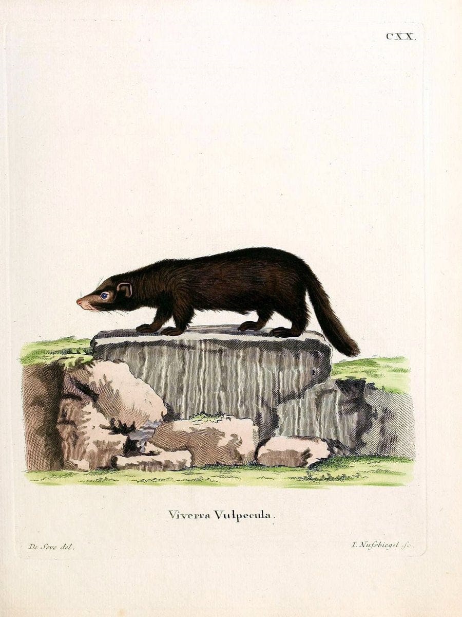 Die SÃ¤ugthiere in Abbildungen nach der Natur /.Erlangen :Expedition des Schreber'schen s | Mammals "Pictorial works"  | Vintage Print Reproduction 472840