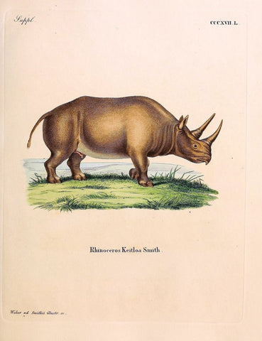 Die SÃ¤ugthiere in Abbildungen nach der Natur /.Erlangen :Expedition des Schreber'schen s | Mammals "Pictorial works"  | Vintage Print Reproduction 472847