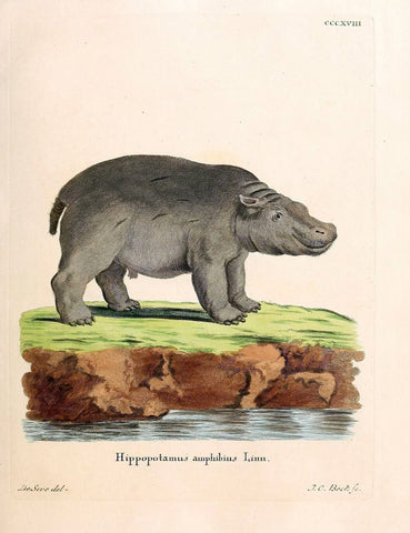 Die SÃ¤ugthiere in Abbildungen nach der Natur /.Erlangen :Expedition des Schreber'schen s | Mammals "Pictorial works"  | Vintage Print Reproduction 472850