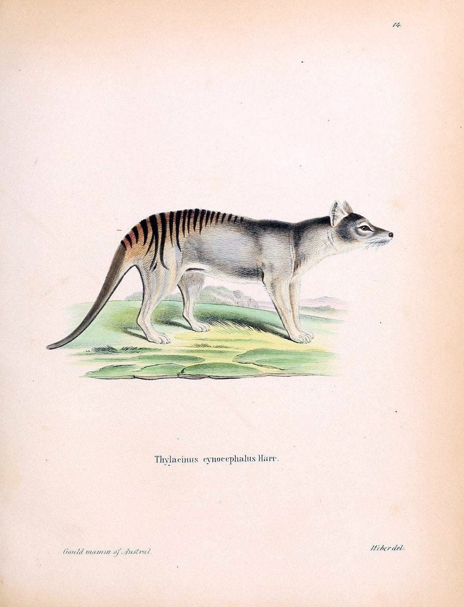 Die SÃ¤ugthiere in Abbildungen nach der Natur /.Erlangen :Expedition des Schreber'schen s | Mammals "Pictorial works"  | Vintage Print Reproduction 472854