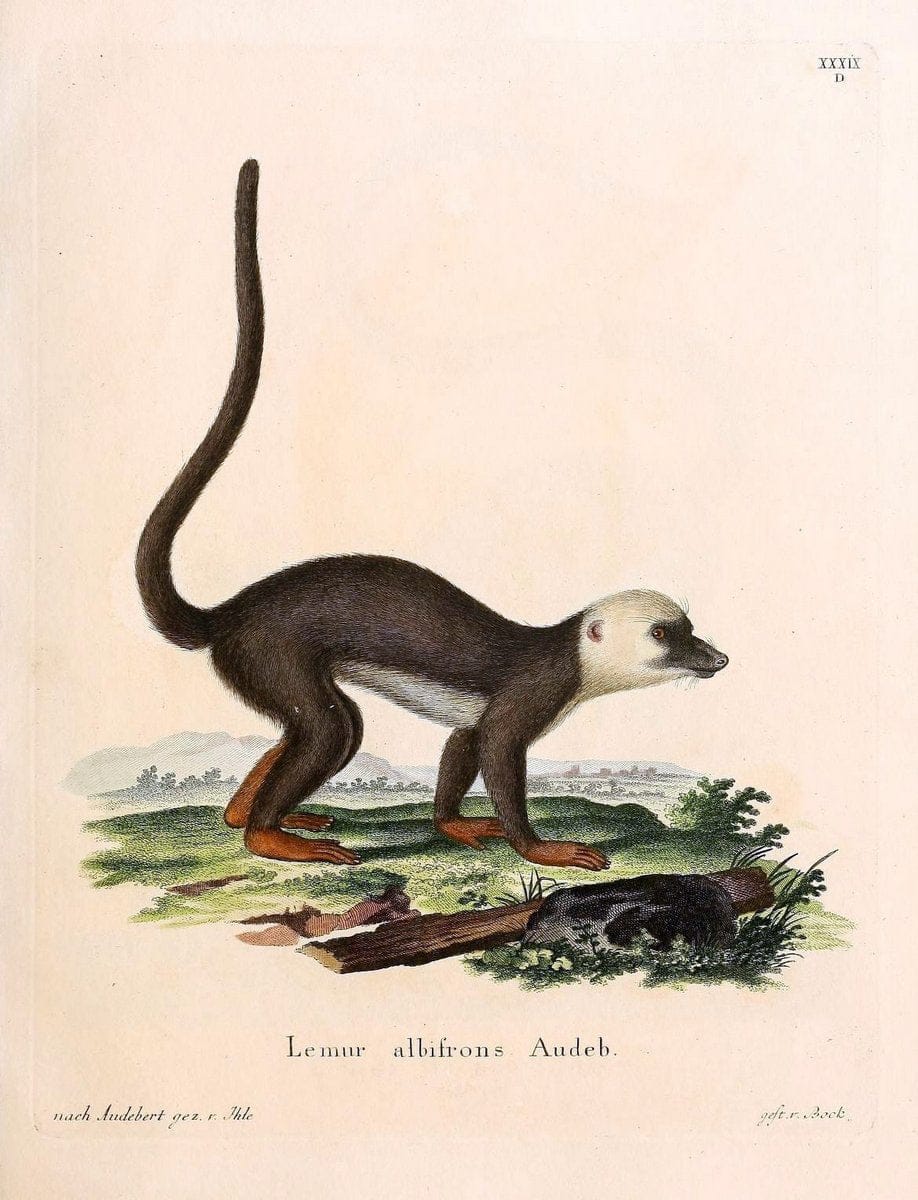 Die SÃ¤ugthiere in Abbildungen nach der Natur /.Erlangen :Expedition des Schreber'schen s | Mammals "Pictorial works"  | Vintage Print Reproduction 472915