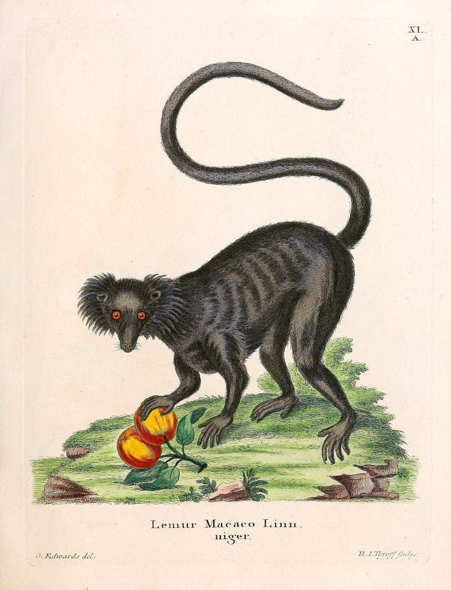 Die SÃ¤ugthiere in Abbildungen nach der Natur /.Erlangen :Expedition des Schreber'schen s | Mammals "Pictorial works"  | Vintage Print Reproduction 472918