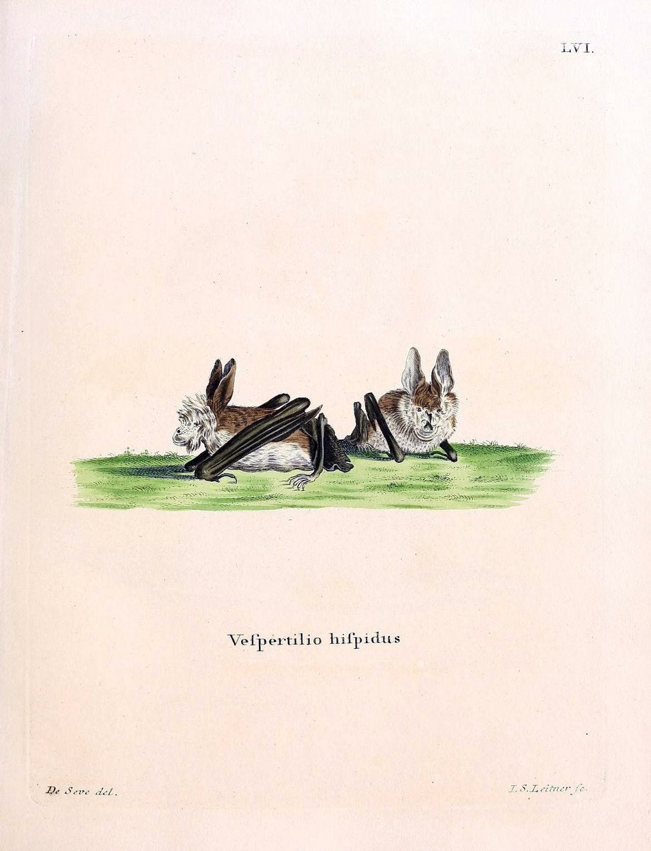 Die SÃ¤ugthiere in Abbildungen nach der Natur /.Erlangen :Expedition des Schreber'schen s | Mammals "Pictorial works"  | Vintage Print Reproduction 472993