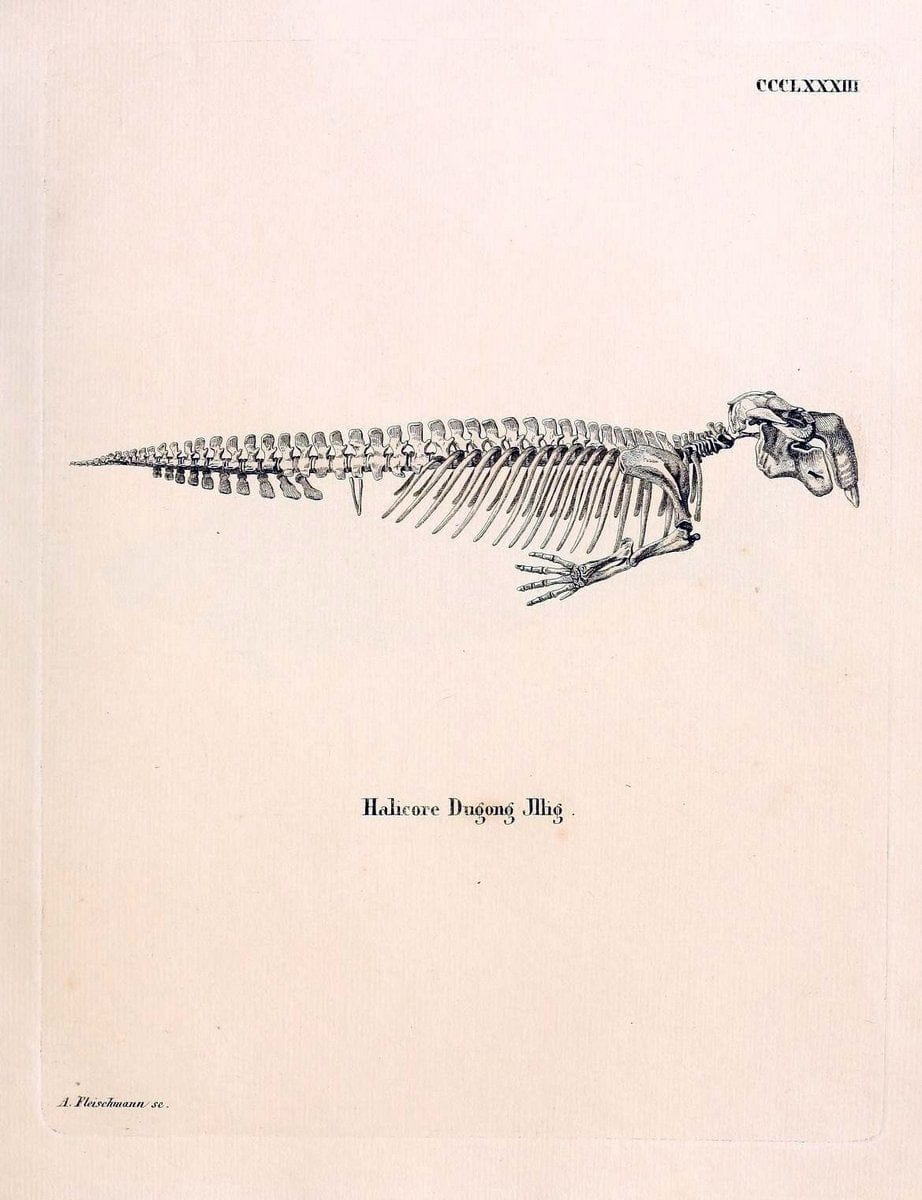 Die SÃ¤ugthiere in Abbildungen nach der Natur /.Erlangen :Expedition des Schreber'schen s | Mammals "Pictorial works"  | Vintage Print Reproduction 473074