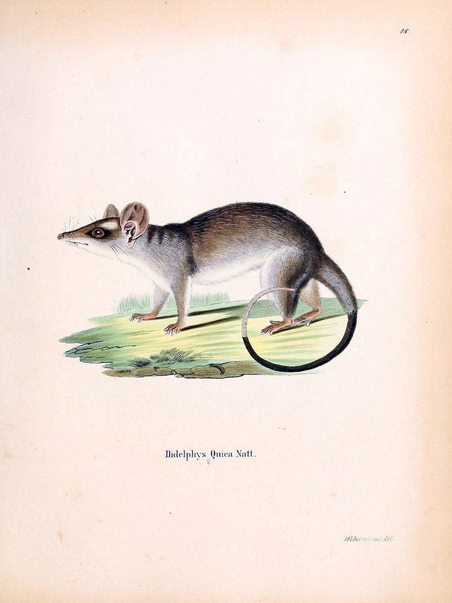 Die SÃ¤ugthiere in Abbildungen nach der Natur /.Erlangen :Expedition des Schreber'schen s | Mammals "Pictorial works"  | Vintage Print Reproduction 473094