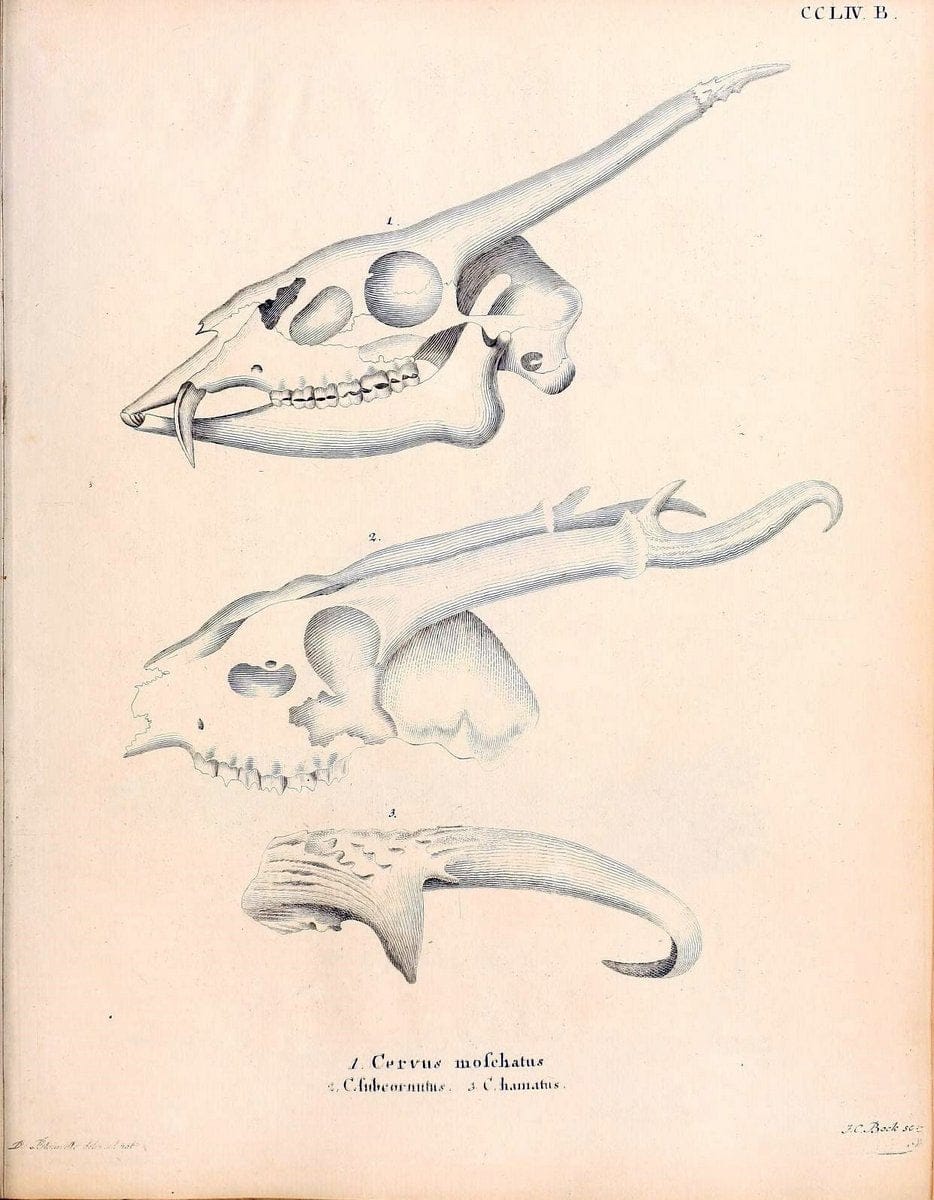 Die SÃ¤ugthiere in Abbildungen nach der Natur /.Erlangen :Expedition des Schreber'schen s | Mammals "Pictorial works"  | Vintage Print Reproduction 473161