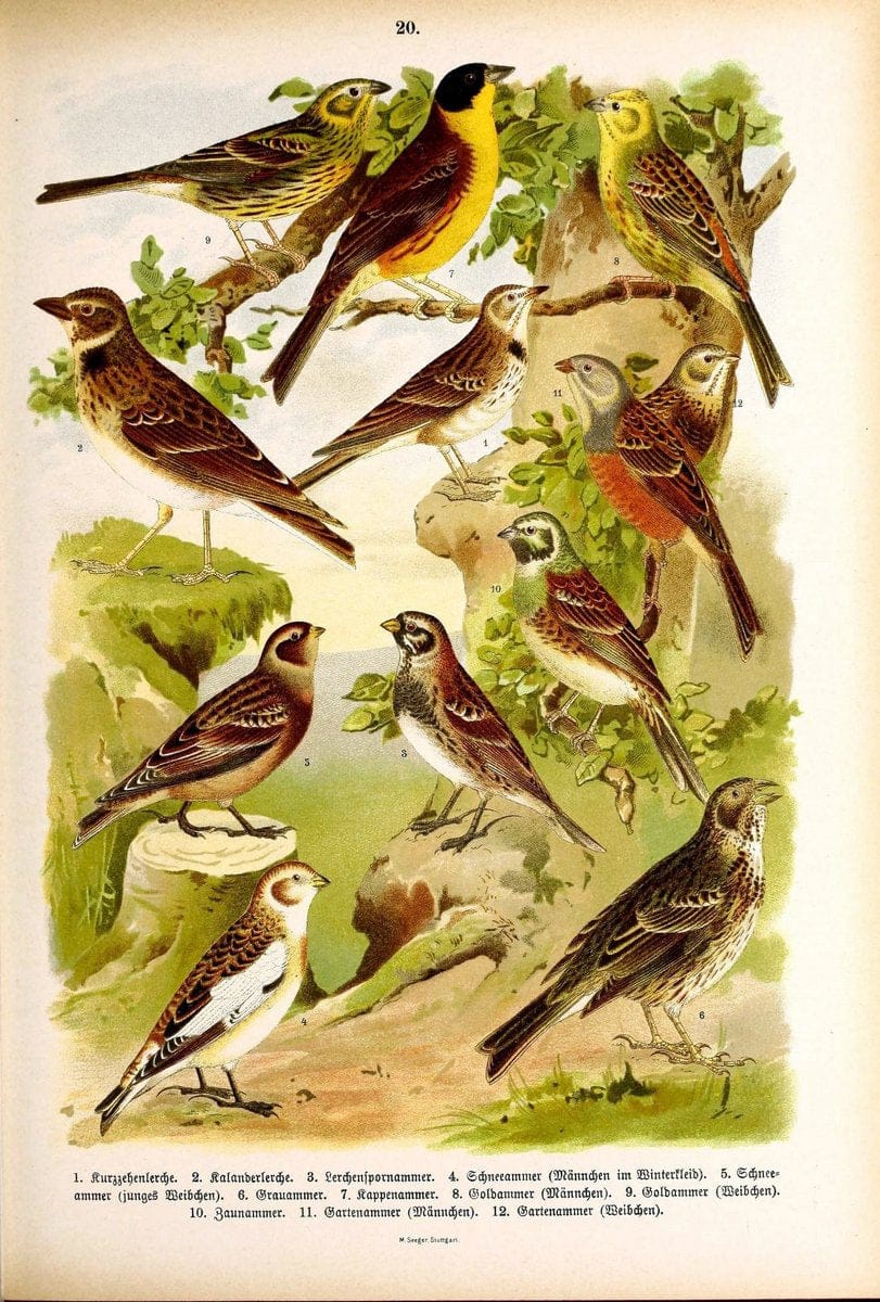 Die VoÌˆgel Europas :.Stuttgart:C. Hoffmann'sche Verlagsbuchhandlung,1897.  | Birds Europe  | Vintage Print Reproduction 473583