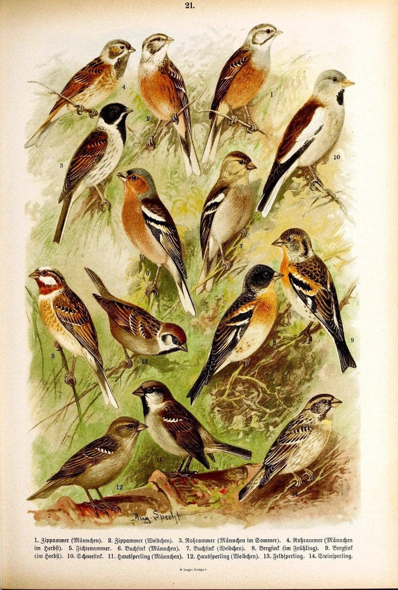 Die VoÌˆgel Europas :.Stuttgart:C. Hoffmann'sche Verlagsbuchhandlung,1897.  | Birds Europe  | Vintage Print Reproduction 473584
