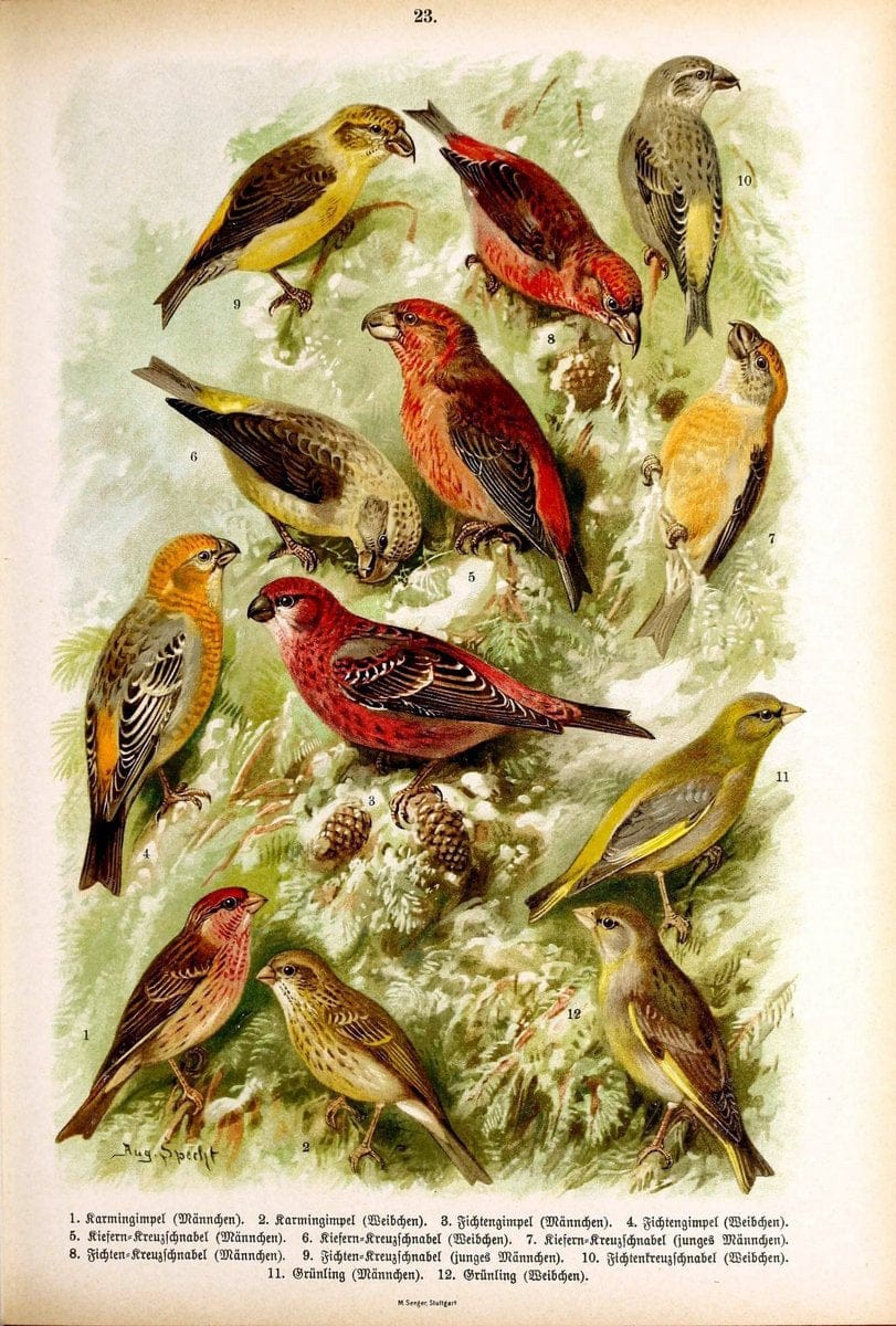 Die VoÌˆgel Europas :.Stuttgart:C. Hoffmann'sche Verlagsbuchhandlung,1897.  | Birds Europe  | Vintage Print Reproduction 473586