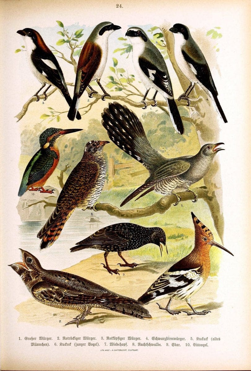 Die VoÌˆgel Europas :.Stuttgart:C. Hoffmann'sche Verlagsbuchhandlung,1897.  | Birds Europe  | Vintage Print Reproduction 473587