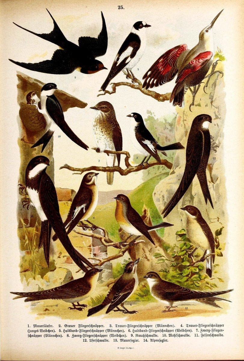 Die VoÌˆgel Europas :.Stuttgart:C. Hoffmann'sche Verlagsbuchhandlung,1897.  | Birds Europe  | Vintage Print Reproduction 473588