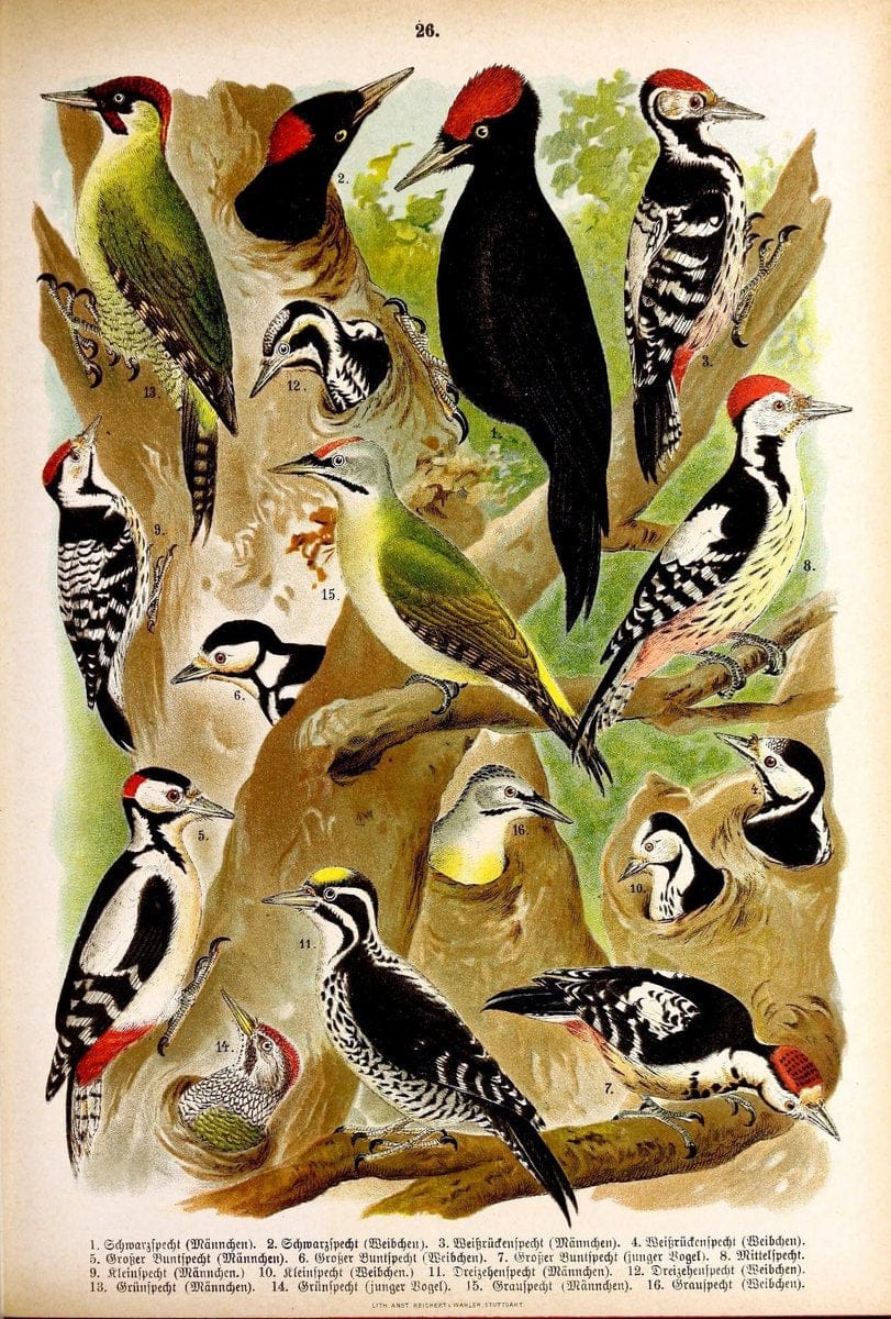 Die VoÌˆgel Europas :.Stuttgart:C. Hoffmann'sche Verlagsbuchhandlung,1897.  | Birds Europe  | Vintage Print Reproduction 473589