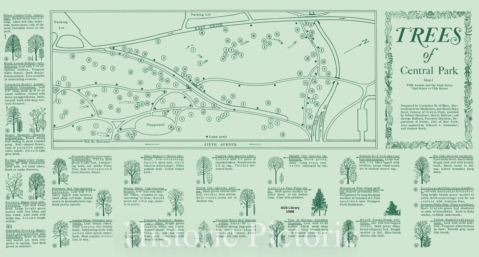Map : Central Park 1967 1, Trees of Central Park : Fifth Avenue and the East Drive, 72nd to 79th Street , Antique Vintage Reproduction
